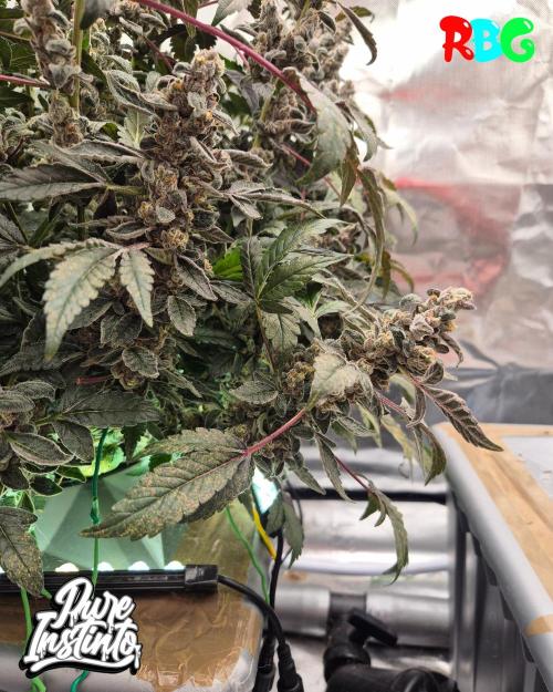 HB Dunkin'z ( RDWC ). Week 17 - Week 17
Day 1
13/5/26
