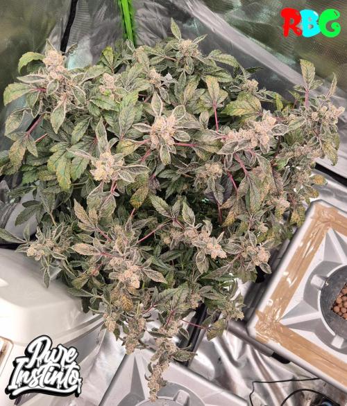 HB Dunkin'z ( RDWC ). Week 17 - Week 17
Day 1
13/5/26
