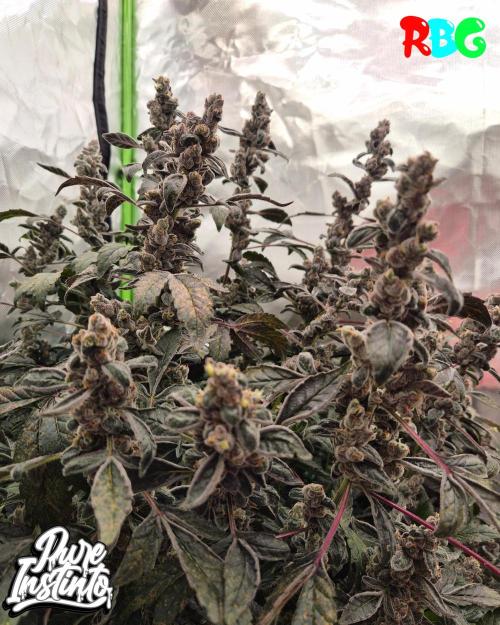 HB Dunkin'z ( RDWC ). Week 17 - Week 17
Day 1
13/5/26
