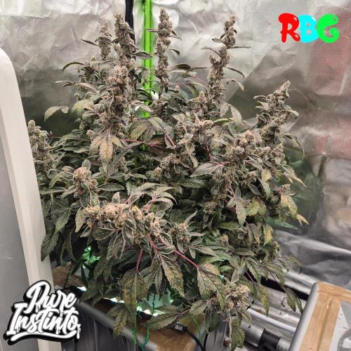 HB Dunkin'z ( RDWC ). Week 17 - Week 17
Day 1
13/5/26
