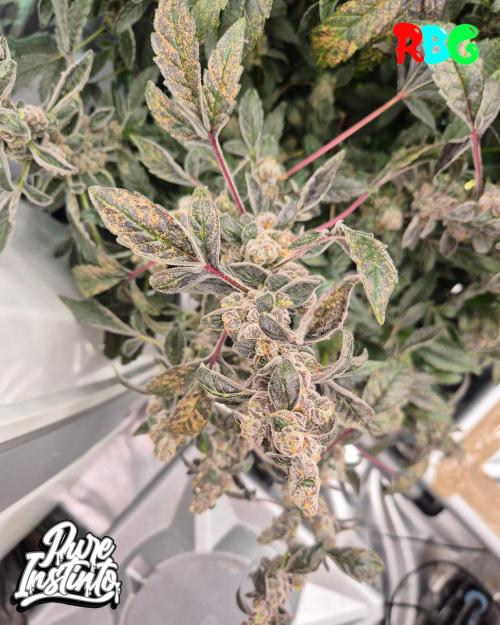 HB Dunkin'z ( RDWC ). Week 17 - Week 17
Day 1
13/5/26
