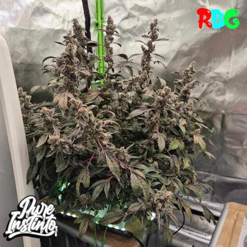 HB Dunkin'z ( RDWC ). Week 17 - Week 17 
Day 3