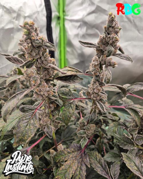 HB Dunkin'z ( RDWC ). Week 17 - Week 17
Day 3