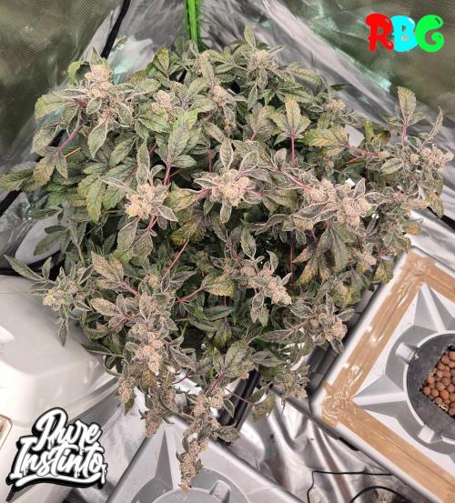 HB Dunkin'z ( RDWC ). Week 17 - Week 17 
Day 3 