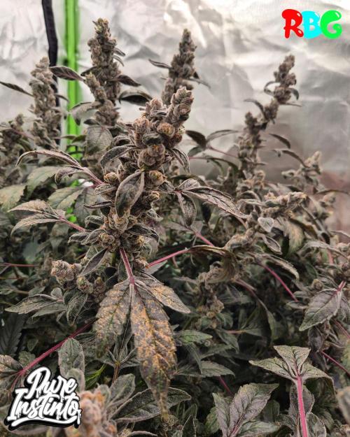 HB Dunkin'z ( RDWC ). Week 17 - Week 17 
Day 3 