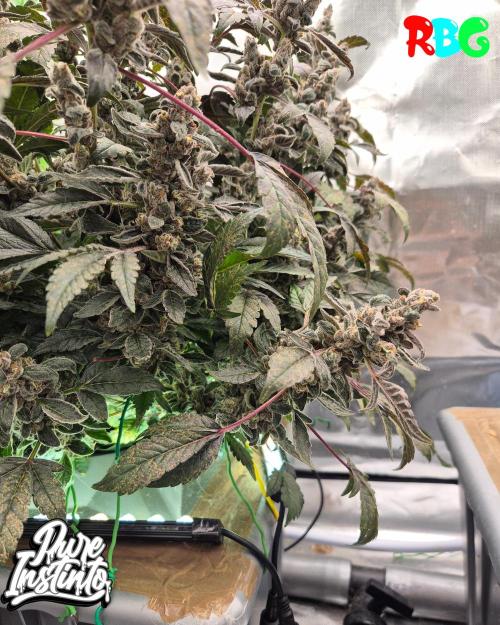 HB Dunkin'z ( RDWC ). Week 17 - Week 17 
Day 3 