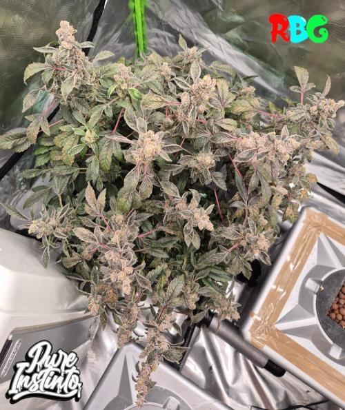 HB Dunkin'z ( RDWC ). Week 17 - Week 17 
Day 6 
18/5