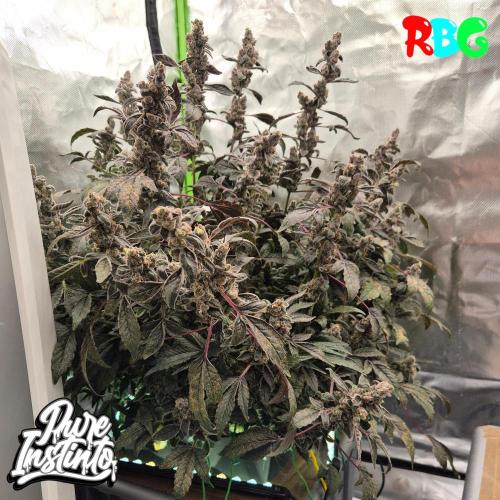 HB Dunkin'z ( RDWC ). Week 17 - Week 17 
Day 6 
18/5