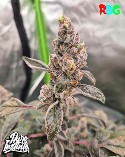 HB Dunkin'z ( RDWC ). Week 17 - Week 17 
Day 6 
18/5