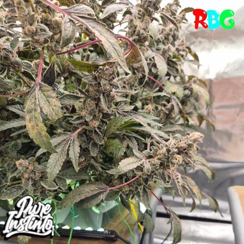 HB Dunkin'z ( RDWC ). Week 17 - Week 17 
Day 6 
18/5