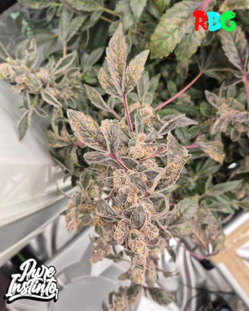 HB Dunkin'z ( RDWC ). Week 17 - Week 17 
Day 6 
18/5