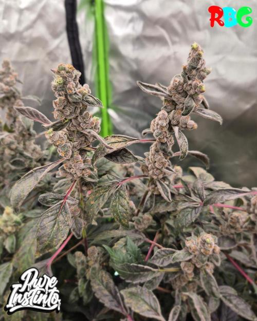 HB Dunkin'z ( RDWC ). Week 17 - Week 17 
Day 6 
18/5