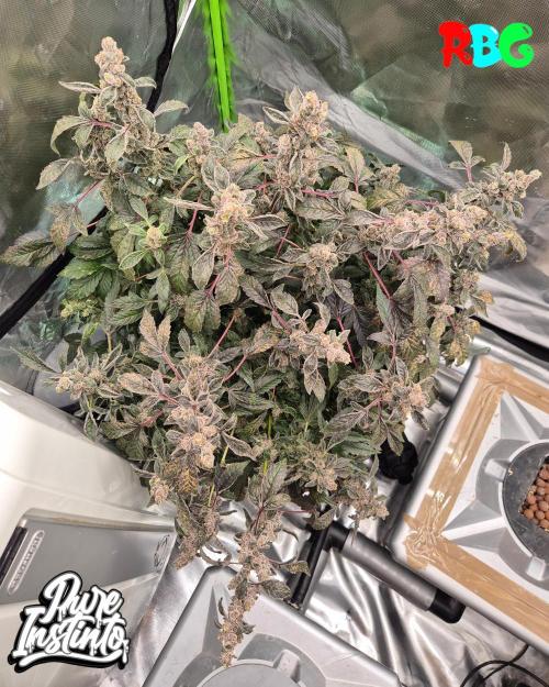 HB Dunkin'z ( RDWC ). Week 18 - Week 18 
Day 1 
18/5/26