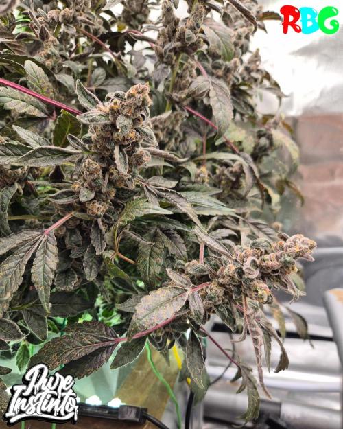 HB Dunkin'z ( RDWC ). Week 18 - Week 18 
Day 1 
18/5/26