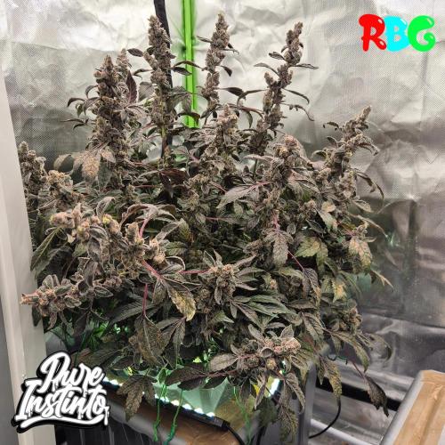 HB Dunkin'z ( RDWC ). Week 18 - Week 18 
Day 1 
18/5/26