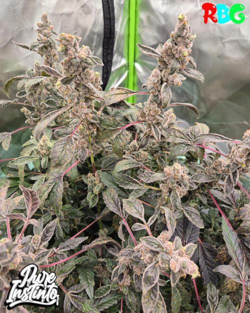 HB Dunkin'z ( RDWC ). Week 18 - Week 18 
Day 1 
18/5/26