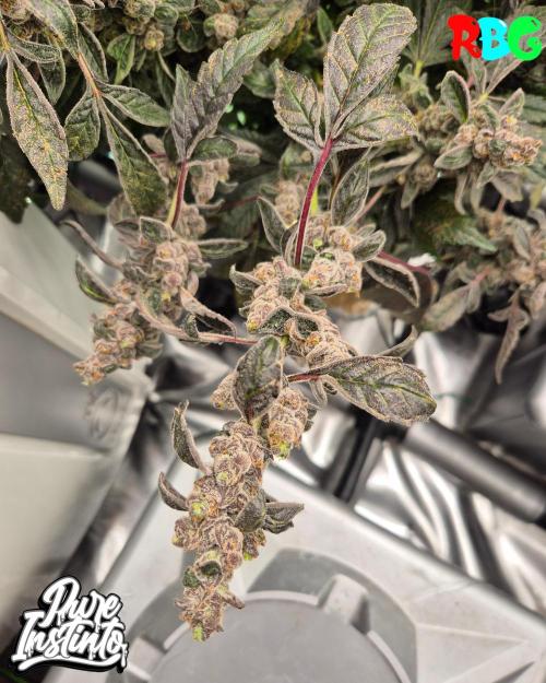 HB Dunkin'z ( RDWC ). Week 18 - Week 18 
Day 1 
18/5/26