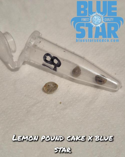 Lemon pound cake x blue star. Week 0