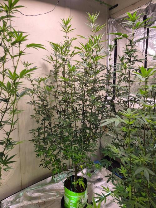 Purple Panty Dropper. Week 2