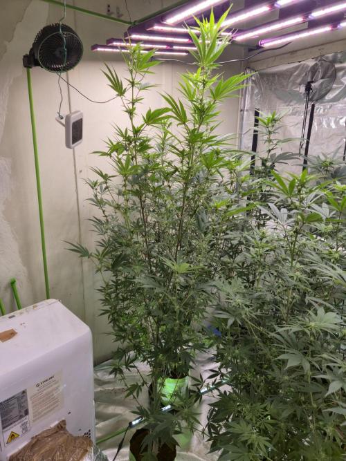 Purple Diesel. Week 2