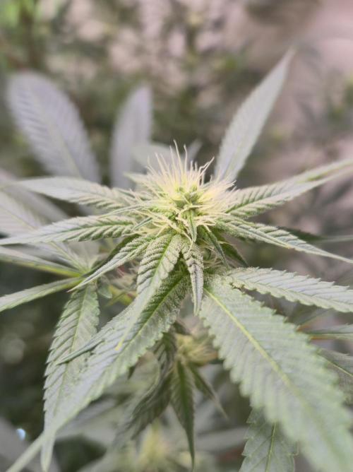 Purple panty droppers. Week 3