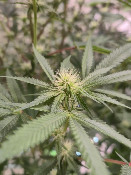 Purple diesel. Week 3