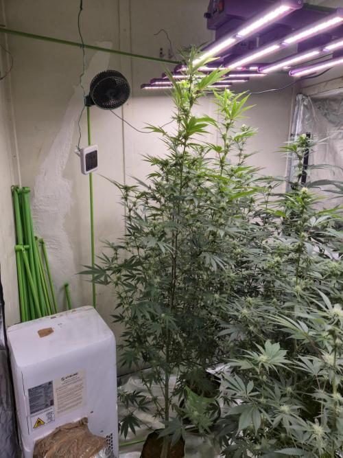 Purple Diesel. Week 3