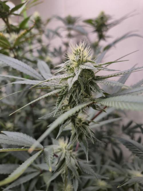 Purple panty droppers. Week 4 - Week 4
Day 1