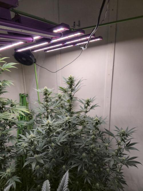 Purple Panty Dropper. Week 4
