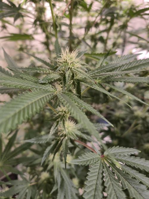 Purple diesel. Week 4 - Week 4 
Day 1