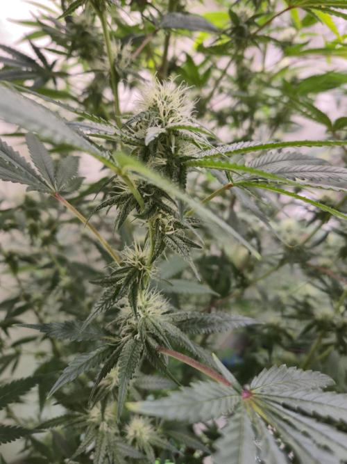 Purple Diesel. Week 4