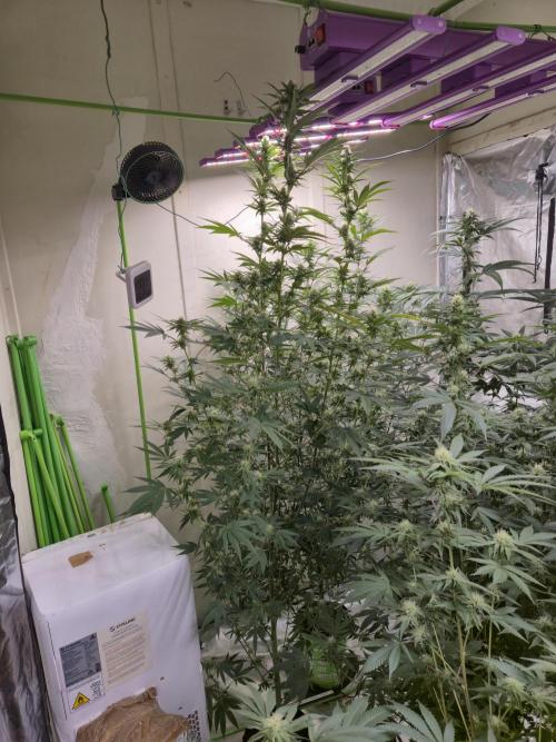 Purple diesel. Week 4 - Week 4 
Day 1
