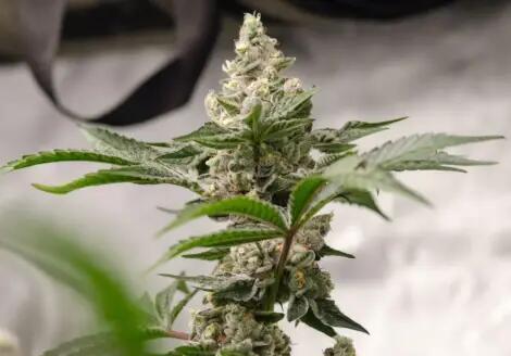 Peanut Butter Crashers. Week 0