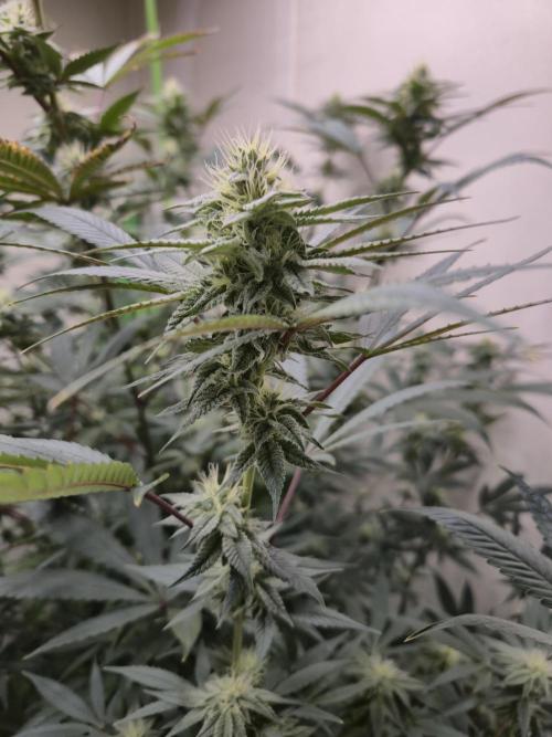 Purple panty droppers. Week 4 - Week 4
Day 4