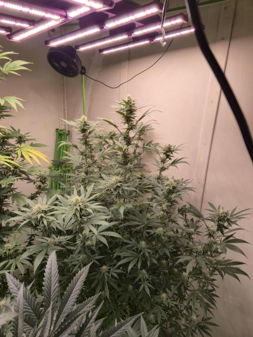 Purple Panty Dropper. Week 4