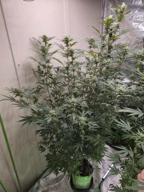 Purple panty droppers. Week 4 - Week 4
Day 4