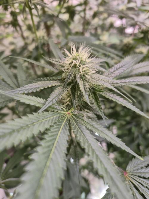 Purple Diesel. Week 4