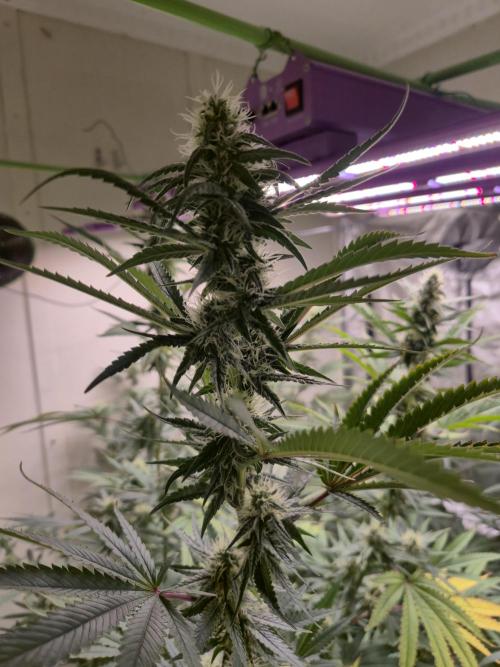 Purple diesel. Week 4 - Week 4 
Day 4