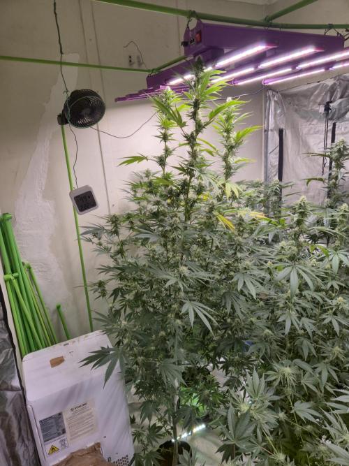 Purple diesel. Week 4