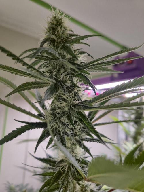 Purple diesel. Week 5