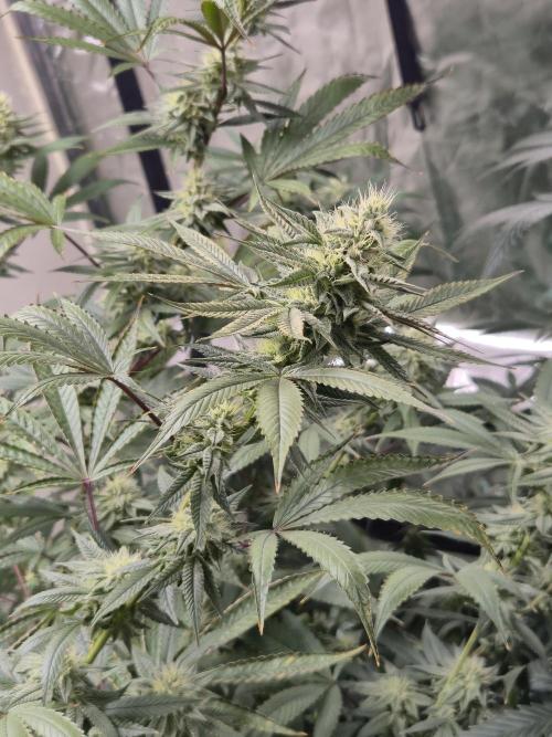 Purple panty droppers. Week 5 - Day 126/8