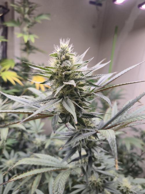 Purple Panty Dropper. Week 5