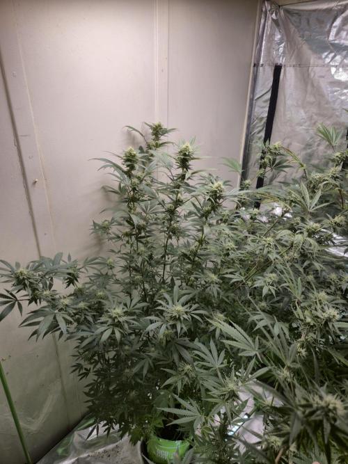 Purple panty droppers. Week 5 - Day 1 26/8