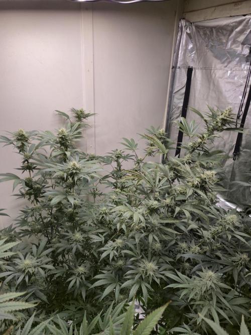 Purple Panty Dropper. Week 5