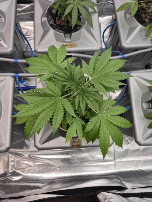 Alien Bubba Regular. Week 1