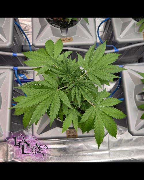 Alien Bubba Regular. Week 1