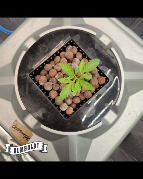 Gazzurple. Week 1