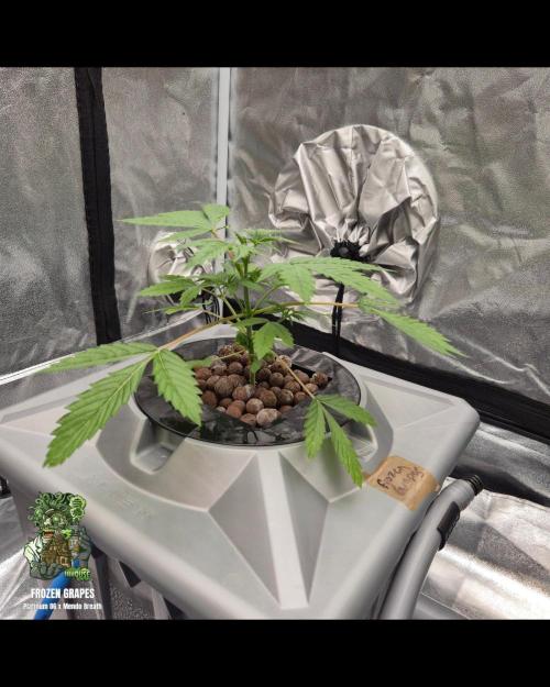 Frozen Grapes RDWC. Week 1 - Week 1 
Veg day 1 
26/8/26
