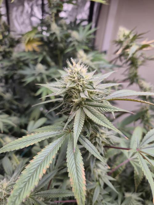 Purple panty droppers. Week 5 - Day 3, 28/8