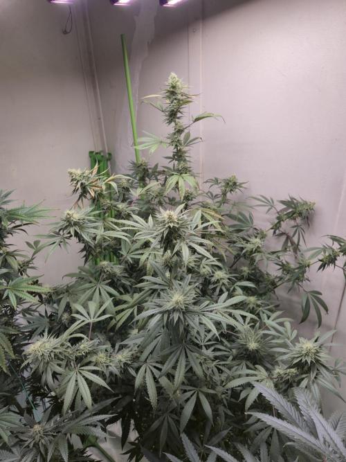 Purple panty droppers. Week 5 - Day 3, 28/8